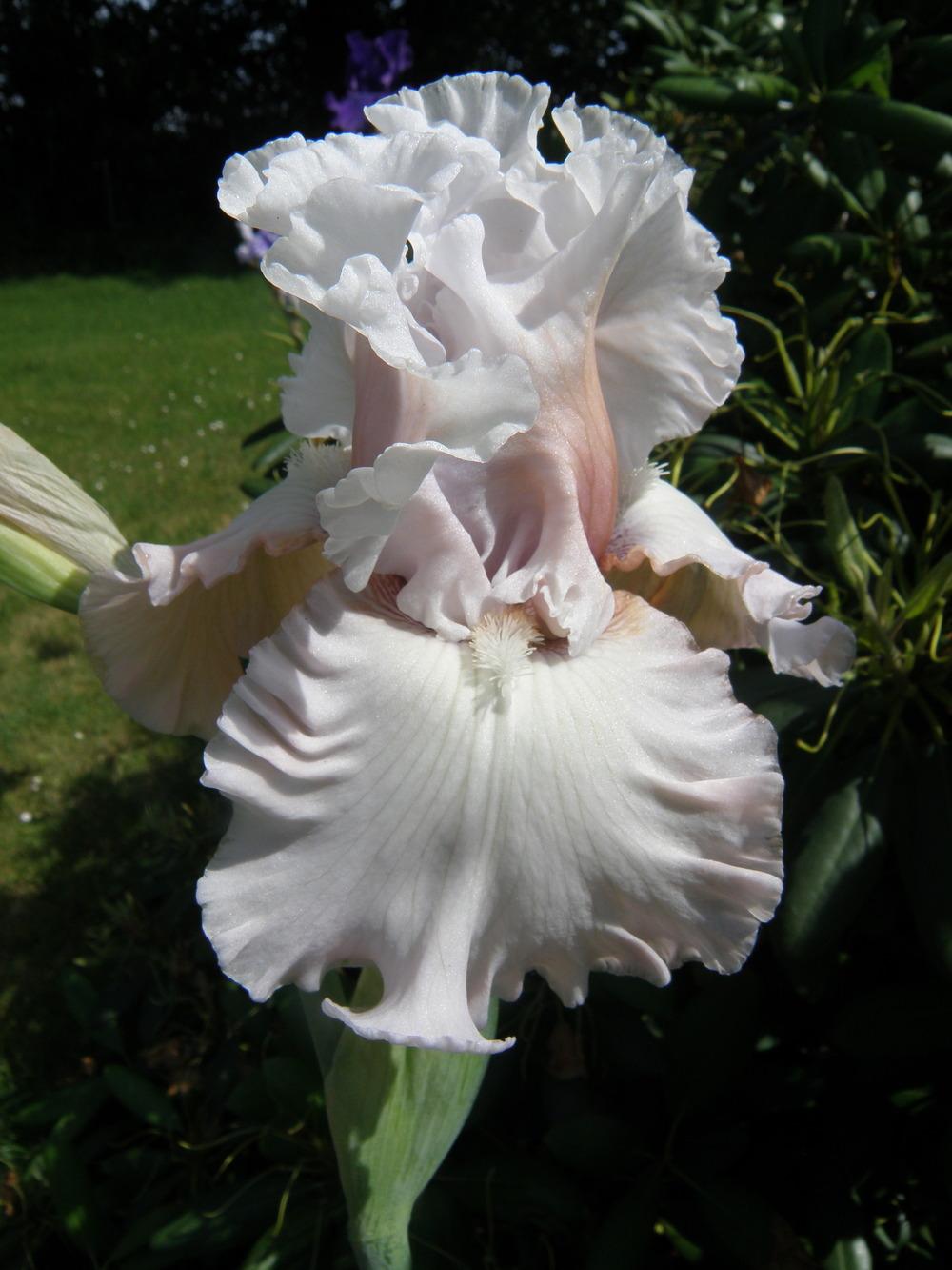 Photo of Tall Bearded Iris (Iris 'Eleganza') uploaded by IrisLilli