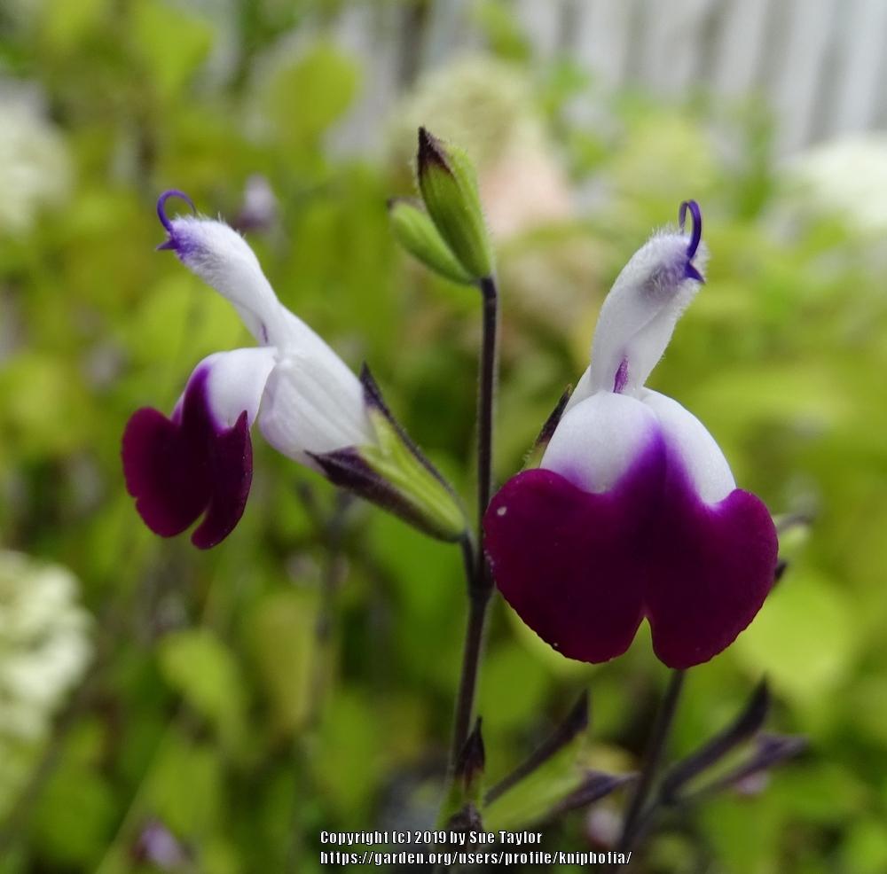 Photo of Sage (Salvia 'Amethyst Lips') uploaded by kniphofia