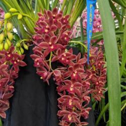 Location: Melbourne Orchid Spectacular (OSCOV), Victoria, Australia
Date: 2019-08-24
Mislabelled as Sarah Jean 'Red Indian'. Part of the Cymbidium Soc