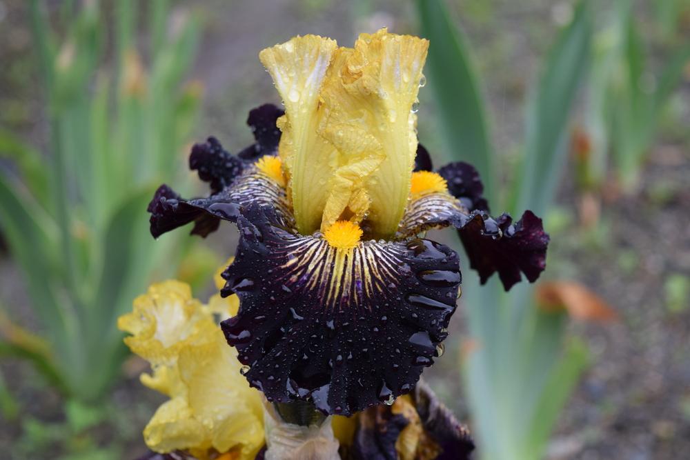 Photo of Tall Bearded Iris (Iris 'Reckless Abandon') uploaded by Dachsylady86