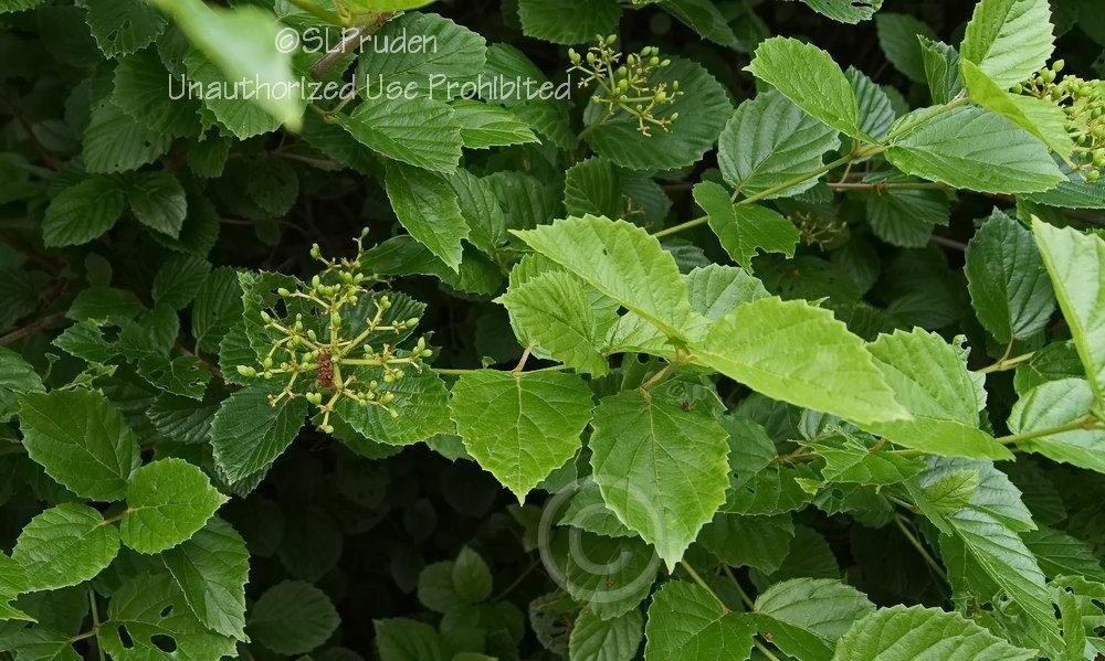 Photo of Arrowwood Viburnum (Viburnum dentatum) uploaded by DaylilySLP