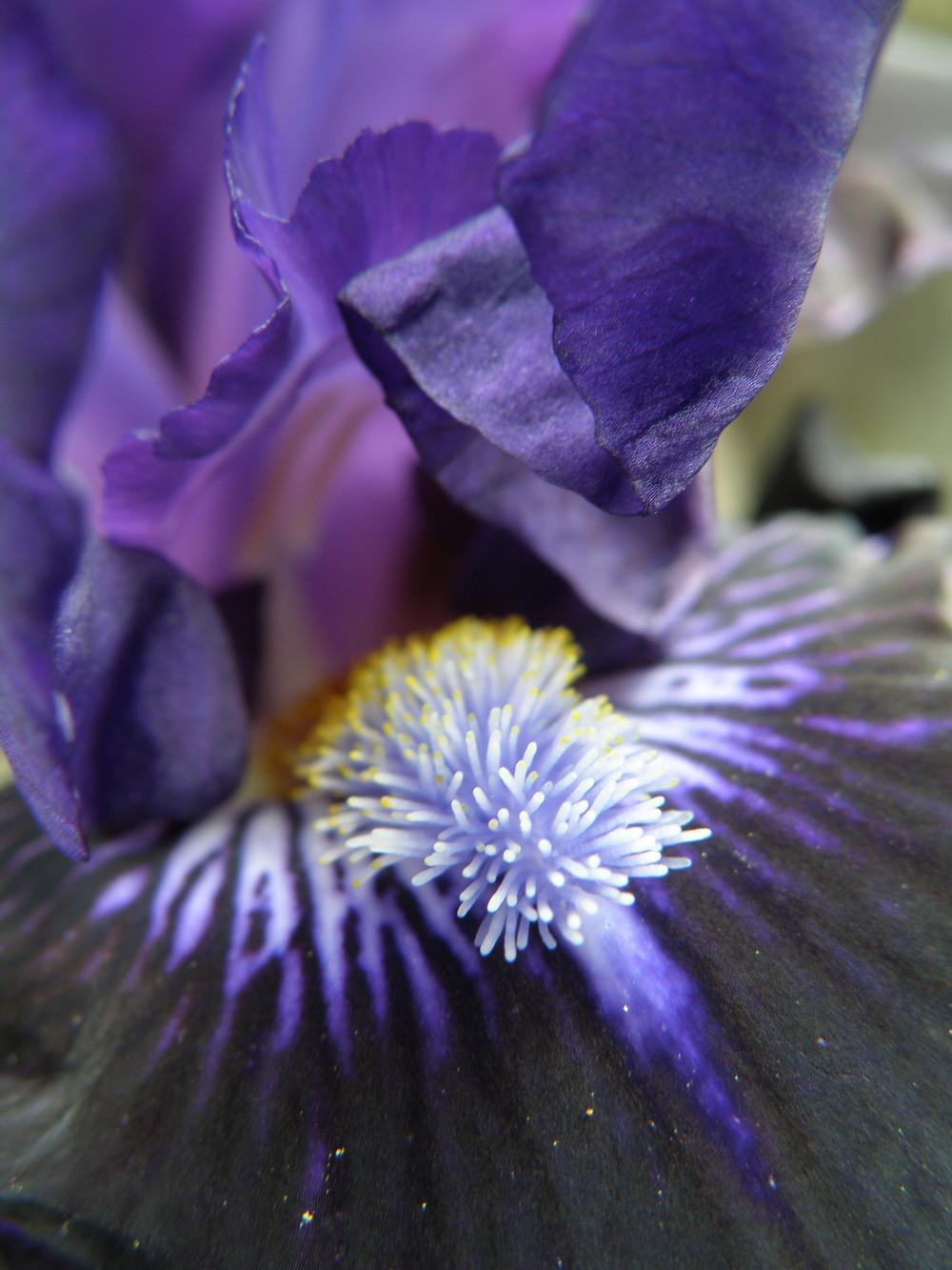 Photo of Intermediate Bearded Iris (Iris 'Star in the Night') uploaded by IrisLilli