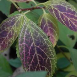 Location: My garden in St Louis
Date: 2014-11-02
Purplish fall color