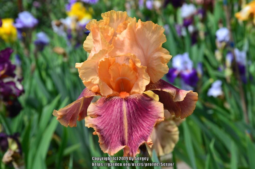 Photo of Tall Bearded Iris (Iris 'Aardvark Lark') uploaded by Serjio