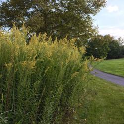 Location: Willow Valley Communities, Lakes Campus, Willow Street, Pennsylvania USA
Date: 2019-09-07