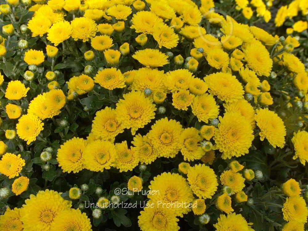 Photo of Mum (Chrysanthemum Natalie) uploaded by DaylilySLP