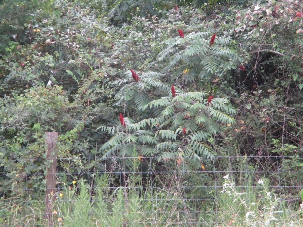 Photo of Staghorn Sumac (Rhus typhina) uploaded by Peggy8b