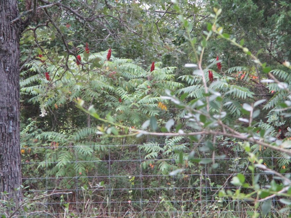 Photo of Staghorn Sumac (Rhus typhina) uploaded by Peggy8b