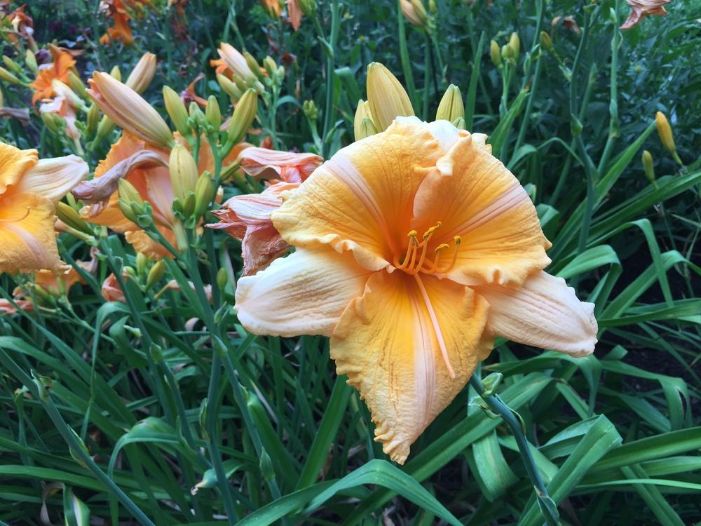 Photo of Daylily (Hemerocallis 'Orange Velvet') uploaded by frahnzone5