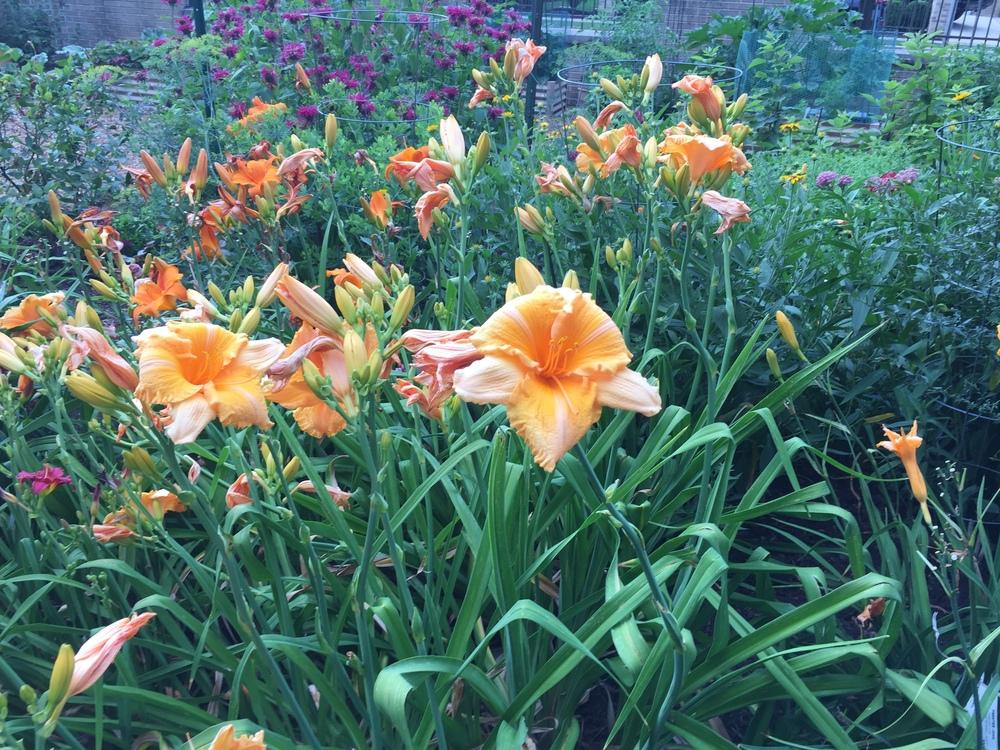 Photo of Daylily (Hemerocallis 'Orange Velvet') uploaded by frahnzone5