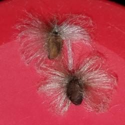 Location: Wilmington, Delaware USA
Date: 2019-09-09
Hairy seeds of Ipomoea hieronymi