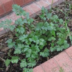 Location: Temple, Texas
Date: July 2019
First time to grow this cultivar of parsley.