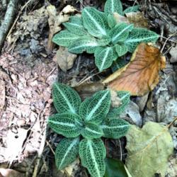 Location: Eagle Rock, VA
Date: 31 August 2019
Pair of Goodyera pubescens found on a hike