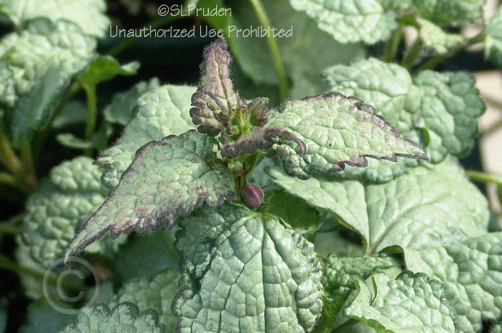 Photo of Spotted Dead Nettle (Lamium maculatum 'Beacon Silver') uploaded by DaylilySLP