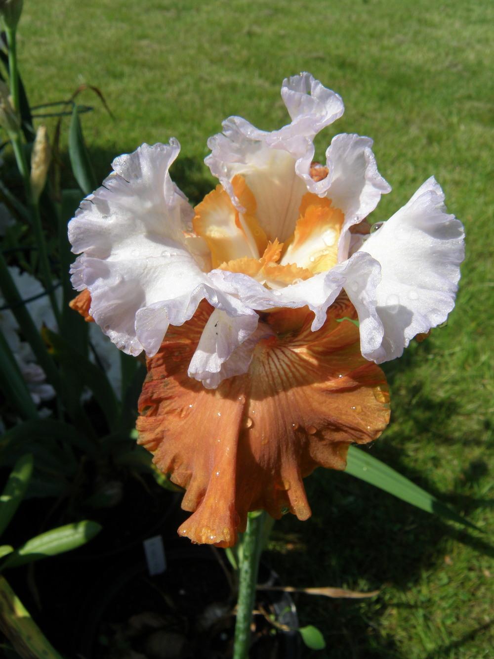 Photo of Border Bearded Iris (Iris 'Timely Kiss') uploaded by IrisLilli