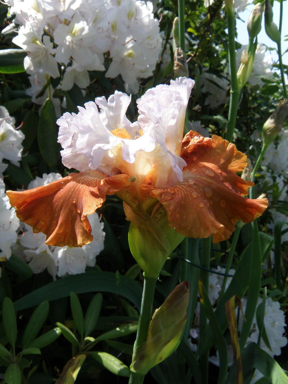 Photo of Border Bearded Iris (Iris 'Timely Kiss') uploaded by IrisLilli