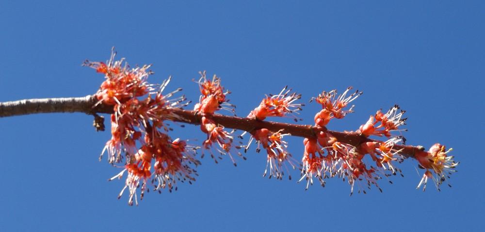 Photo of Red Maple (Acer rubrum) uploaded by LolaTasmania