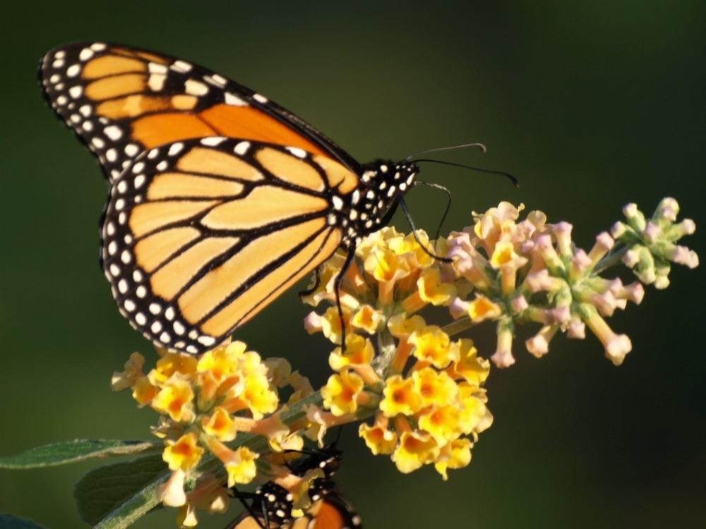 Photo of Butterfly Bush (Buddleja 'Honeycomb') uploaded by Onewish1
