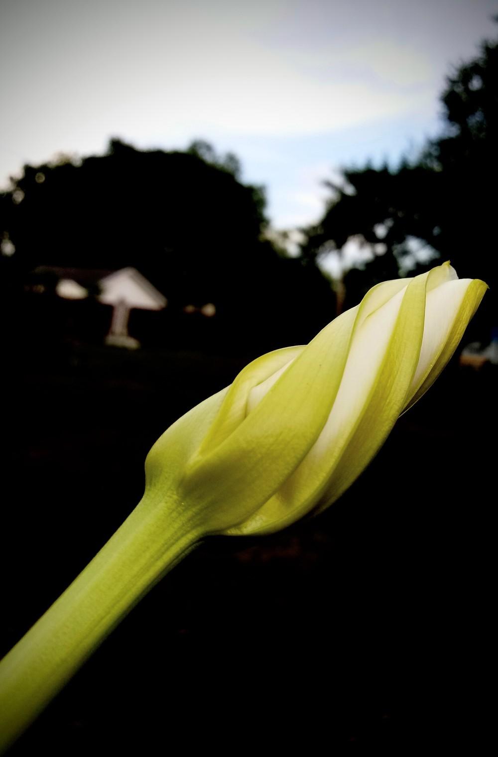 Photo of Moonflower (Ipomoea alba) uploaded by JayZeke