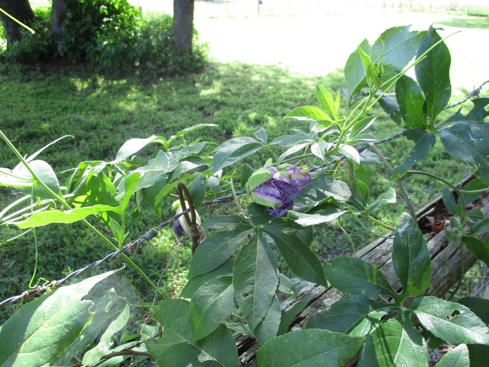 Photo of Maypop (Passiflora incarnata) uploaded by Peggy8b