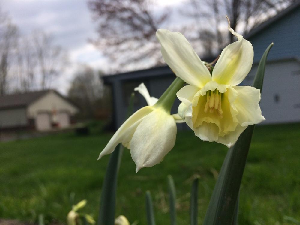 Photo of Triandrus Daffodil (Narcissus 'Thalia') uploaded by Blazingstar