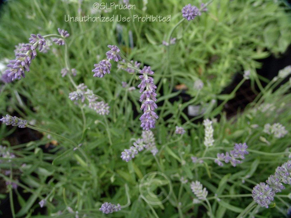 Photo of English Lavender (Lavandula angustifolia 'Munstead') uploaded by DaylilySLP