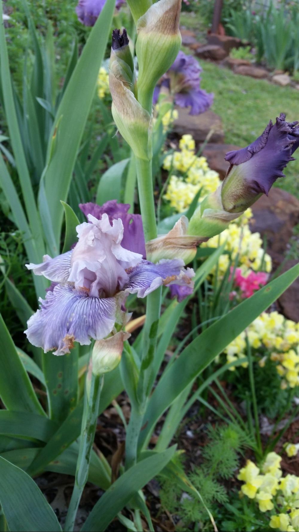 Photo of Tall Bearded Iris (Iris 'Haunted Heart') uploaded by FAIRYROSE