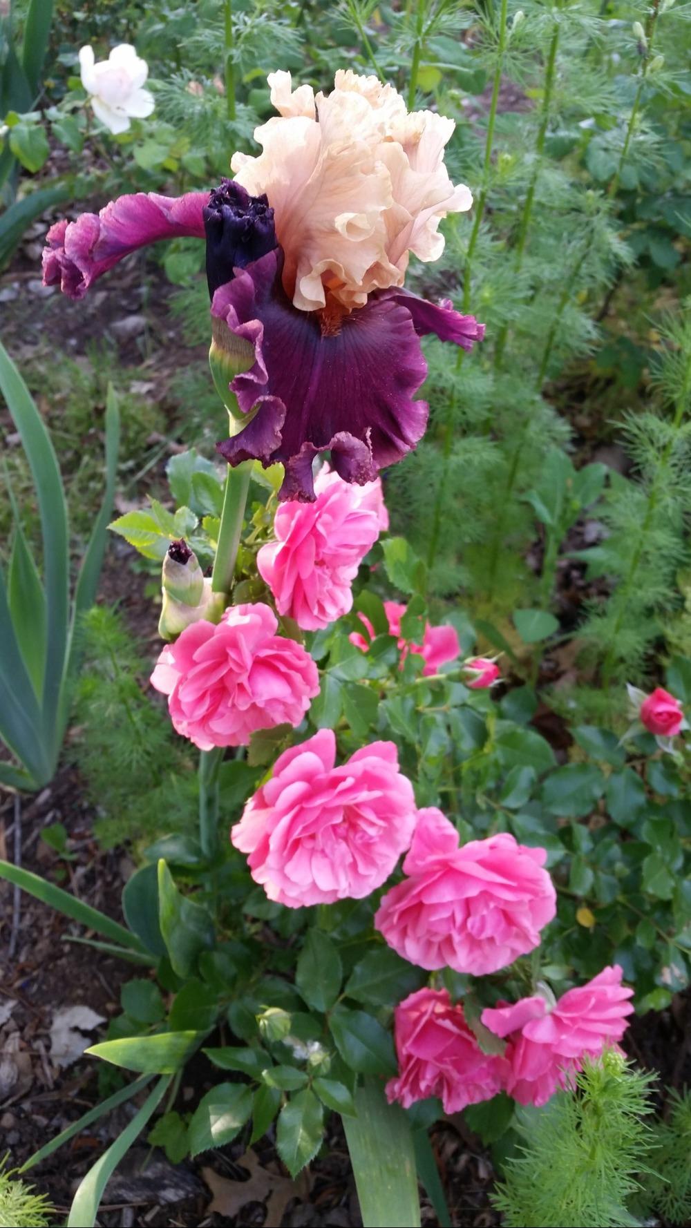 Photo of Tall Bearded Iris (Iris 'Toronto') uploaded by FAIRYROSE