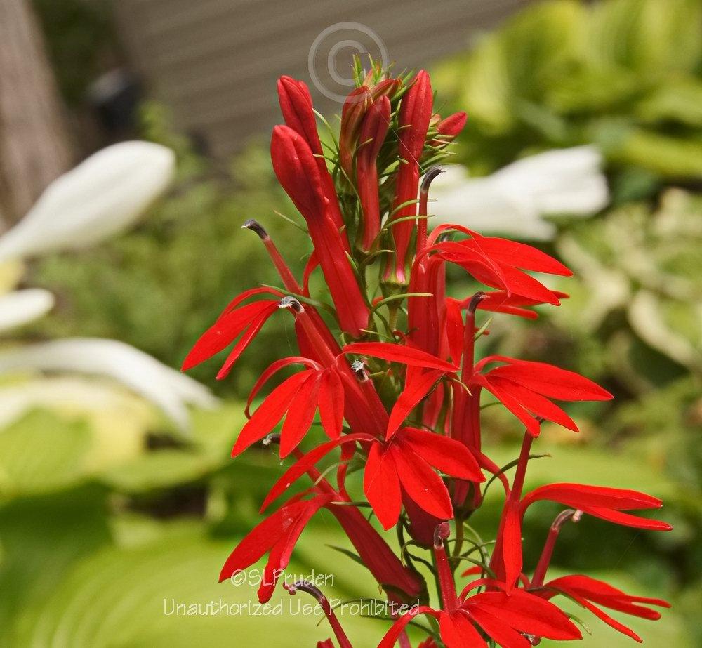 Photo of Cardinal Flower (Lobelia cardinalis) uploaded by DaylilySLP