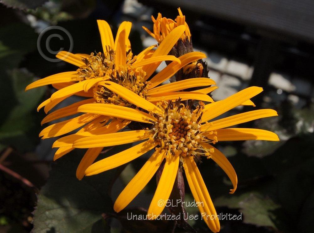 Photo of Ligularia (Ligularia dentata 'Britt Marie Crawford') uploaded by DaylilySLP