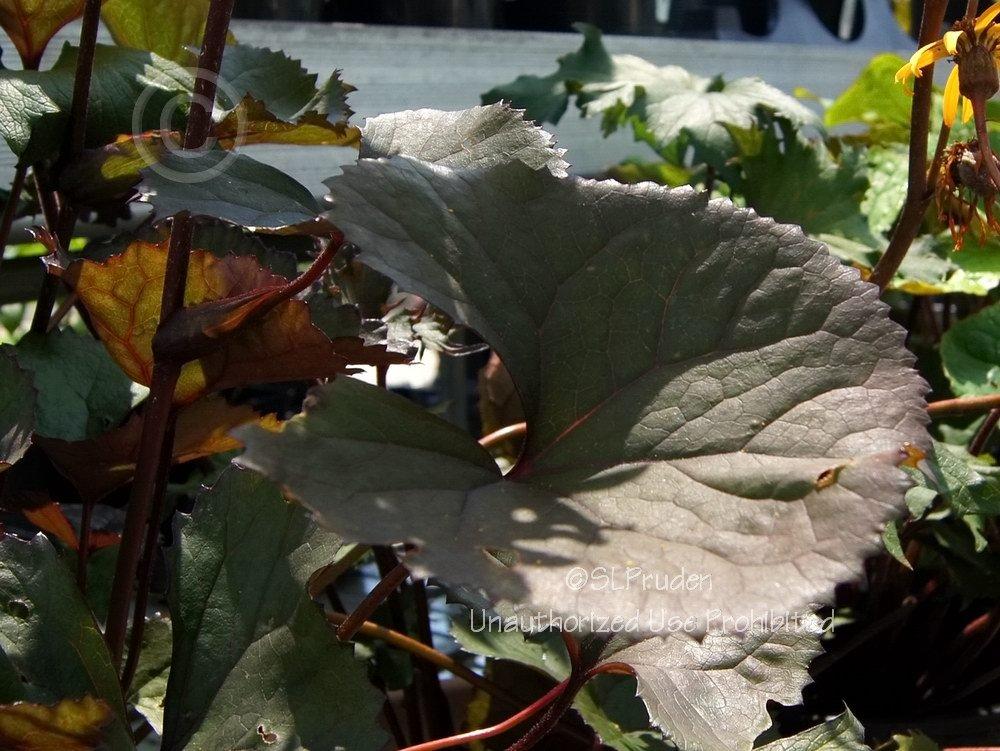 Photo of Ligularia (Ligularia dentata 'Britt Marie Crawford') uploaded by DaylilySLP