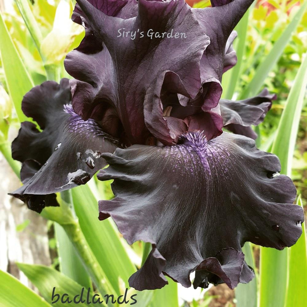 Photo of Tall Bearded Iris (Iris 'Badlands') uploaded by SirysGarden