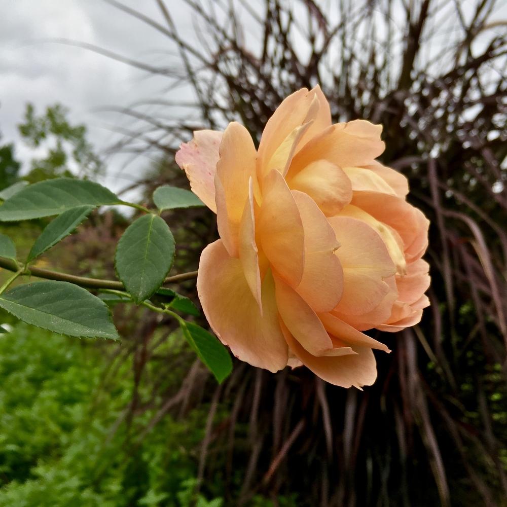 Photo of English Shrub Rose (Rosa 'Lady of Shalott') uploaded by csandt