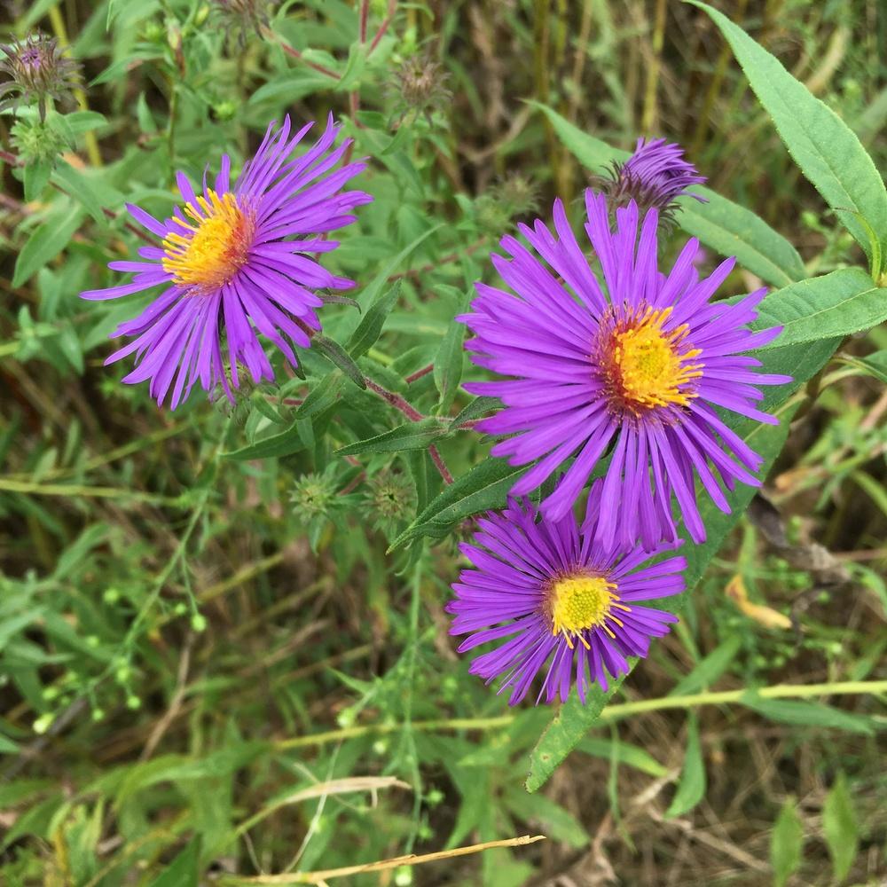 Photo of New England Aster (Symphyotrichum novae-angliae) uploaded by csandt