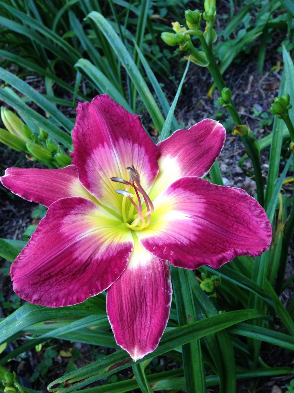 Photo of Daylily (Hemerocallis 'Quiller') uploaded by hillbilly