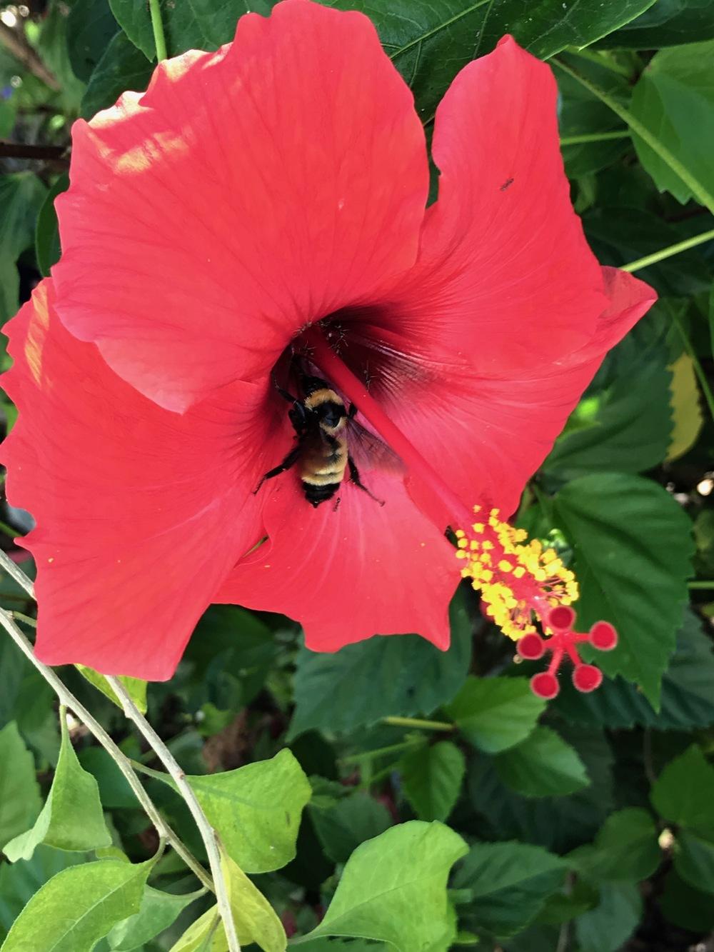 Photo of Hibiscus uploaded by succulentlife