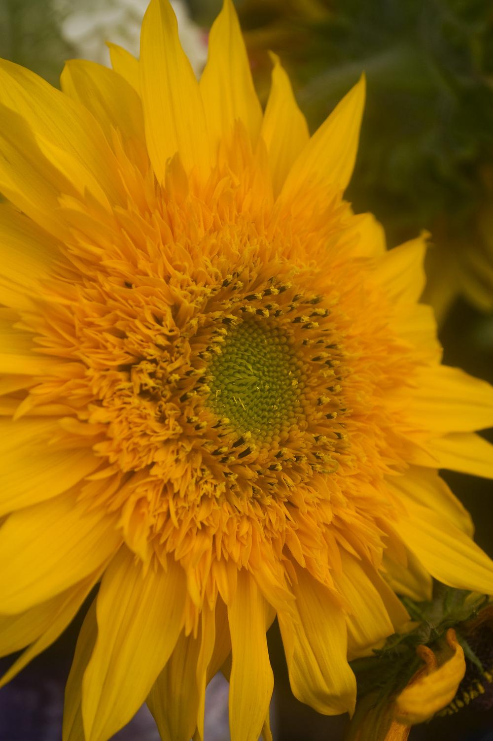 Photo of Sunflowers (Helianthus annuus) uploaded by AudreyDee