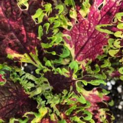 Location: My garden, central NJ, Zone 7A
Date: 2019-09-15
Leaf detail, unnamed coleus seedling