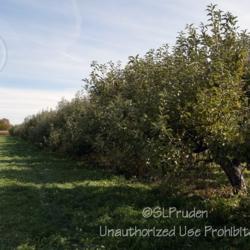 Location: Wiard's Orchards, Ypsilanti, MI
Date: 2014-10-19