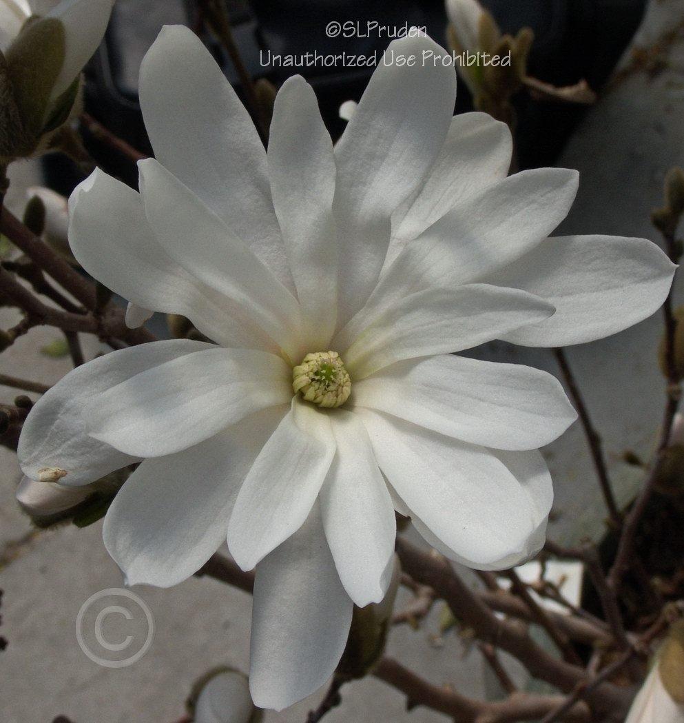 Photo of Star Magnolia (Magnolia stellata 'Royal Star') uploaded by DaylilySLP