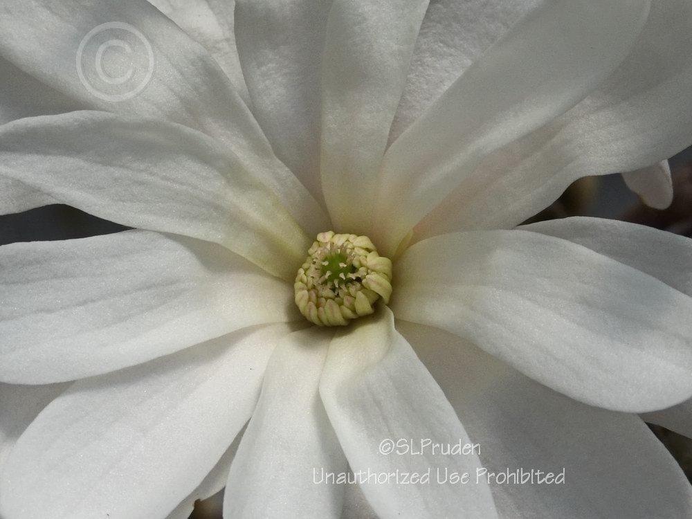 Photo of Star Magnolia (Magnolia stellata 'Royal Star') uploaded by DaylilySLP
