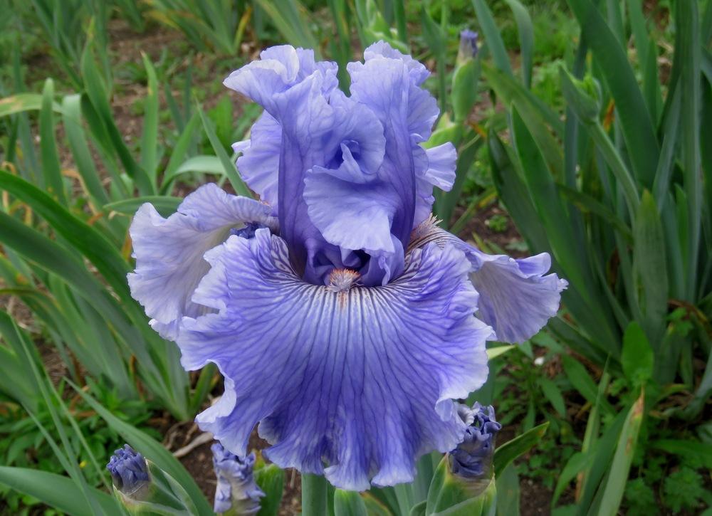 Photo of Tall Bearded Iris (Iris 'Ocean Liner') uploaded by KentPfeiffer