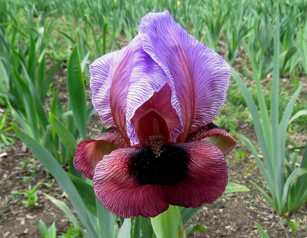 Photo of Arilbred Iris (Iris 'New Vision') uploaded by KentPfeiffer