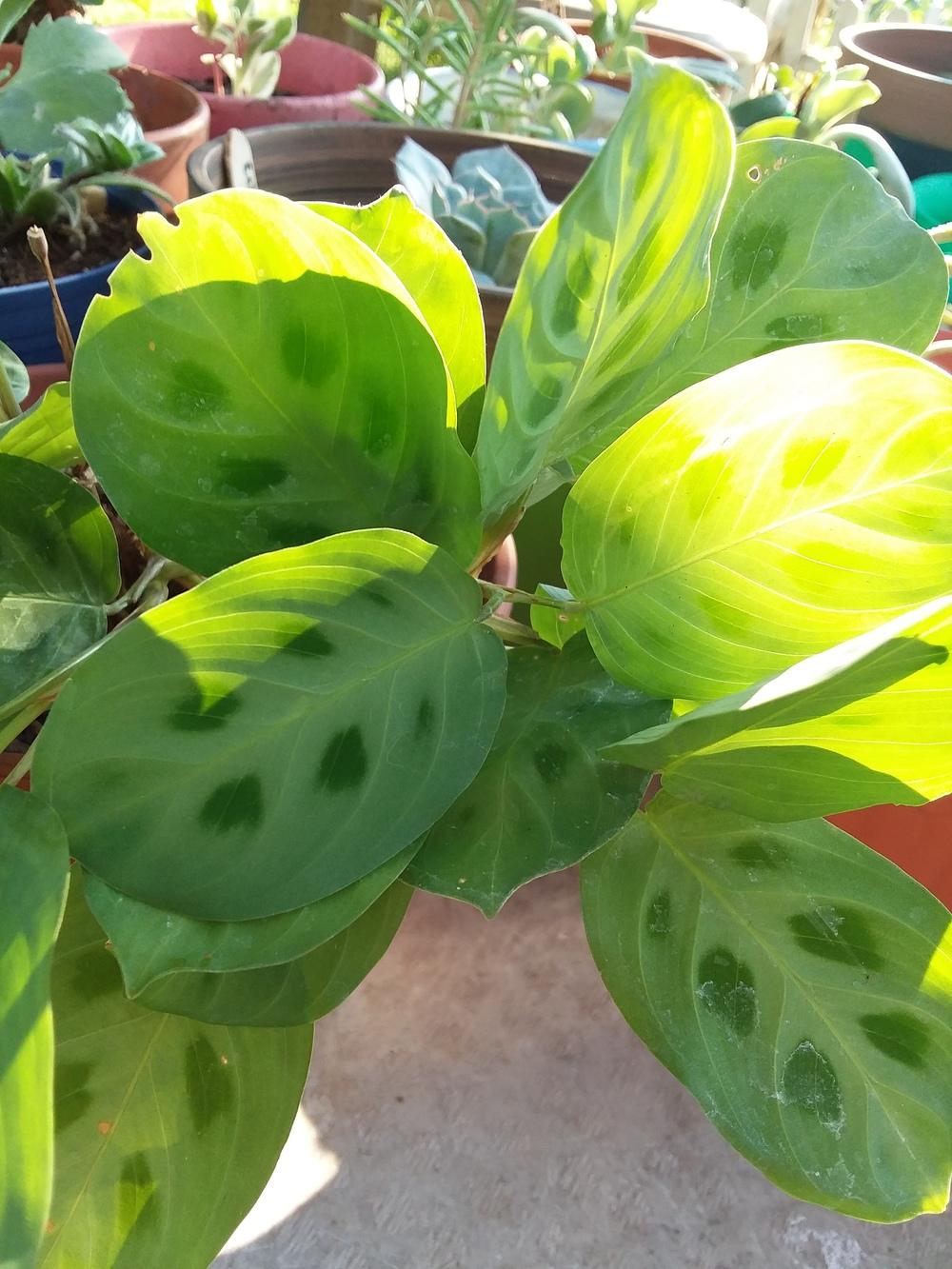 Photo of Prayer Plant (Maranta leuconeura) uploaded by RoseA32