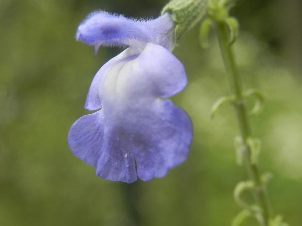 Photo of Blue Sage (Salvia azurea) uploaded by SL_gardener