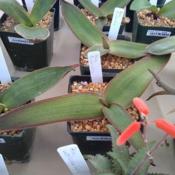 seedling for sale at 2019 CSSA show and sale