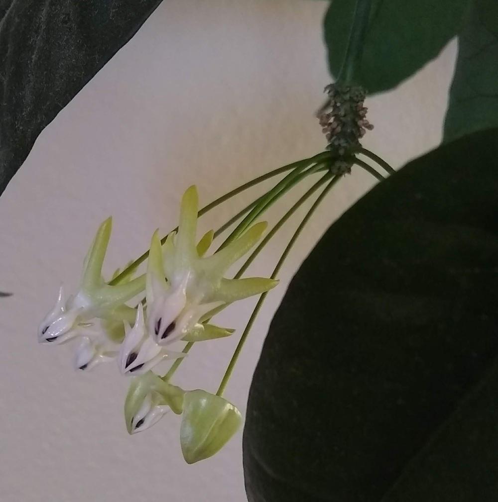 Photo of Shooting Star Hoya (Hoya multiflora) uploaded by olga_batalov