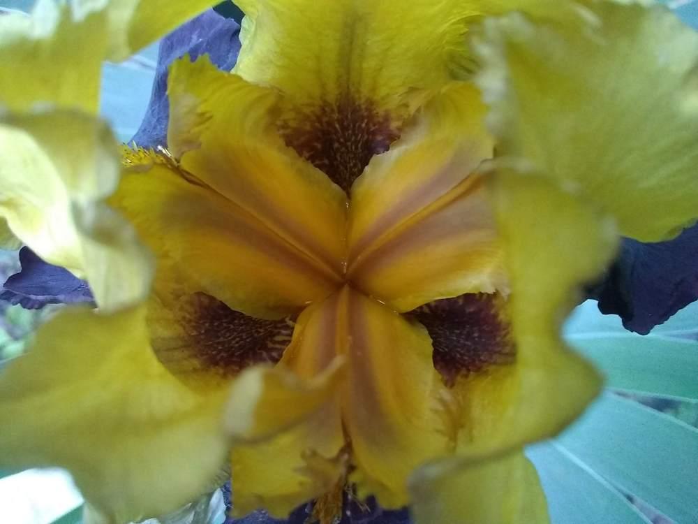 Photo of Tall Bearded Iris (Iris 'Kathy Chilton') uploaded by olga_batalov
