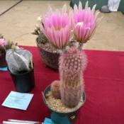 brag table plant, San Diego Cactus and Succulent Society, May 201