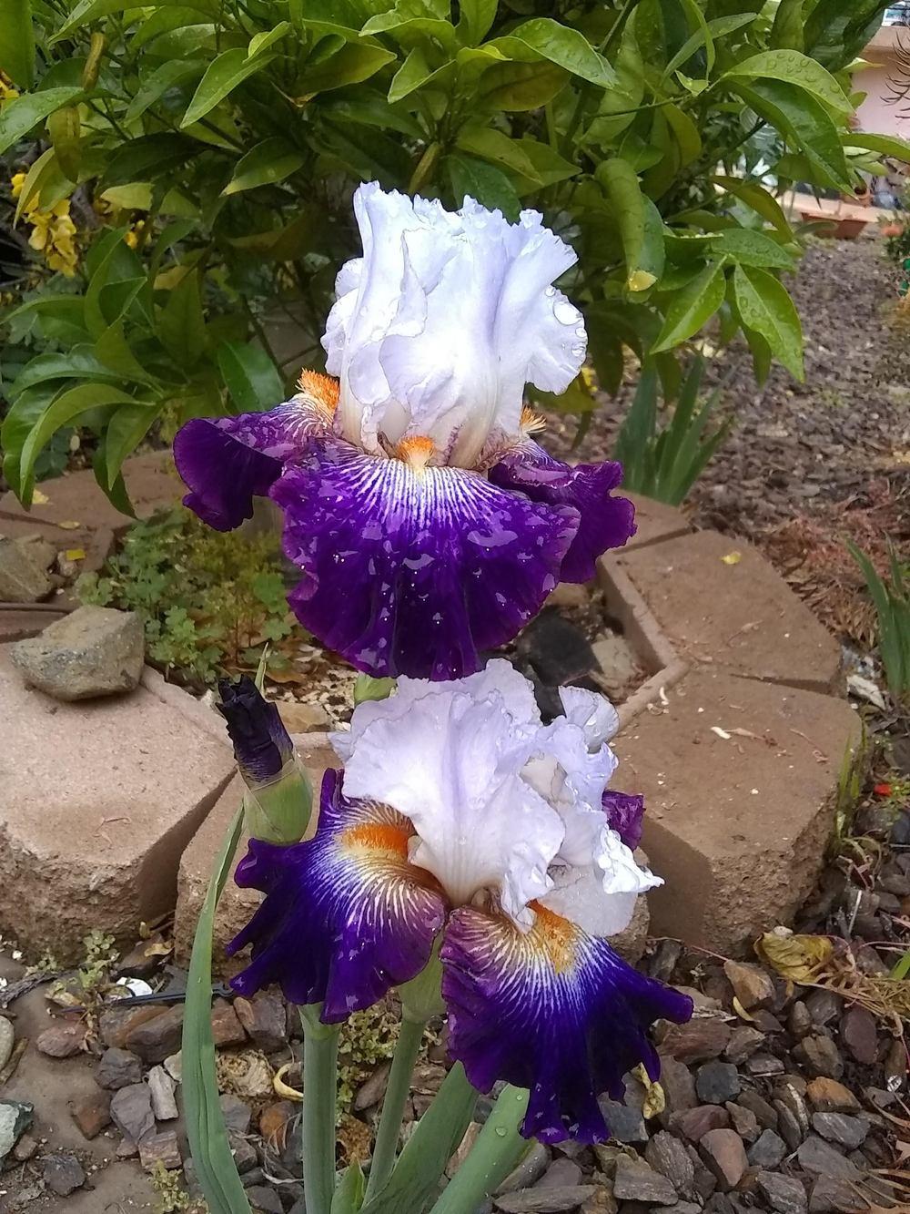 Photo of Tall Bearded Iris (Iris 'Snowed In') uploaded by olga_batalov
